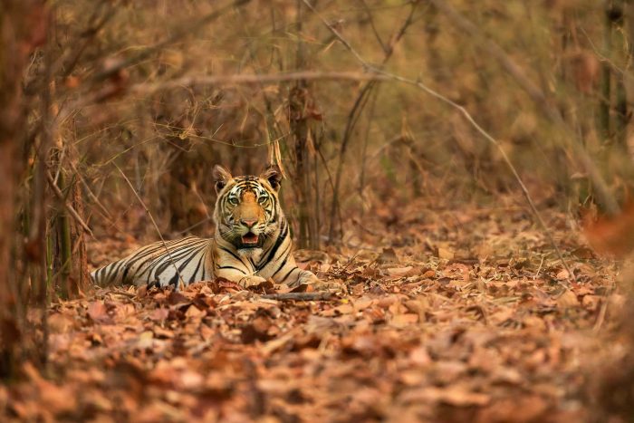 Tiger Cub by Srikrishna Das