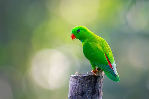 Vernal hanging parrot by Suvradeep Mitra